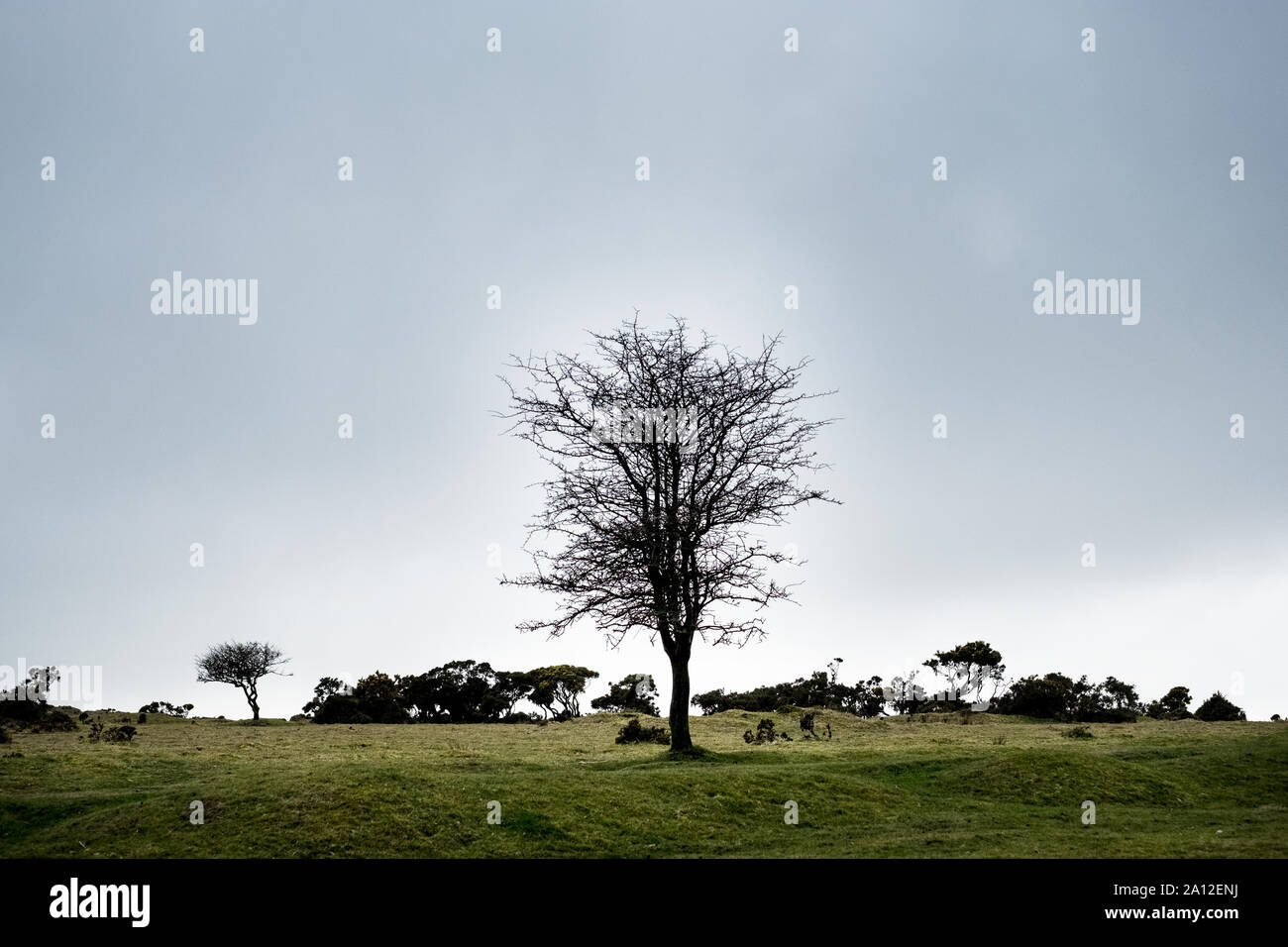 Paysage avec un grand arbre sous un ciel nuageux. Banque D'Images