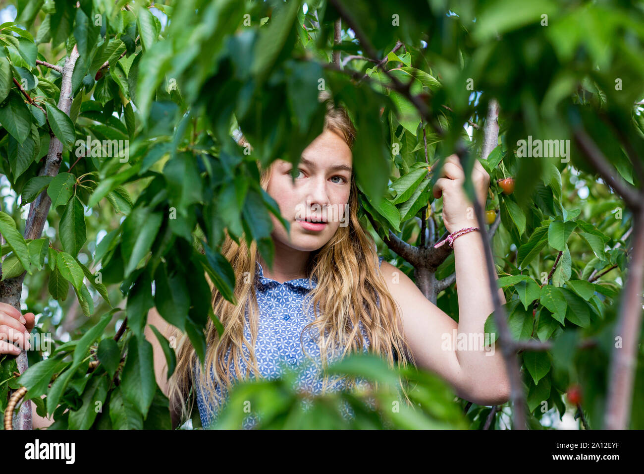 13 ans, fille, debout parmi les branches d'un arbre. Banque D'Images