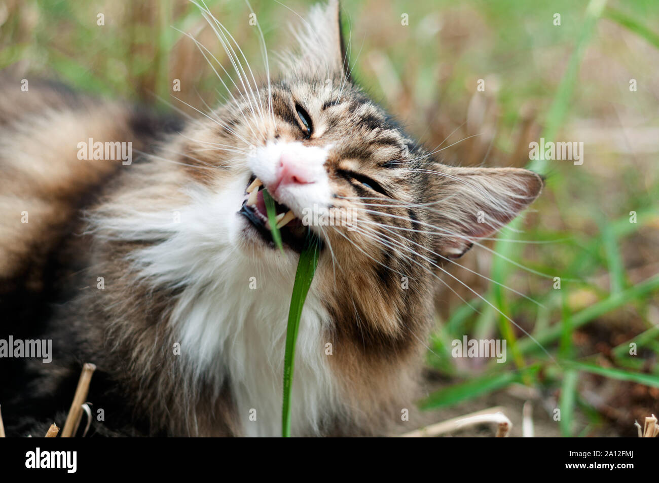 Belle tabby chat norvégien mange de l'herbe allongé dans l'herbe longue . Les moustaches et les grandes dents Banque D'Images
