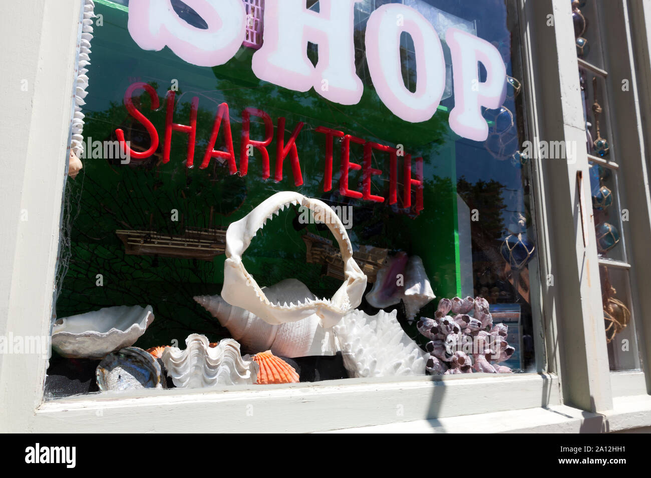 Les dents de requin à vendre dans la vitrine d'un magasin à Provincetown, Massachusetts, Cape Cod, United States. Banque D'Images