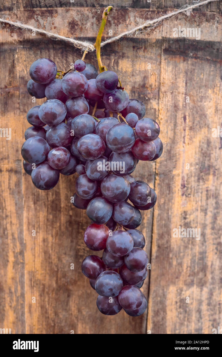 Groupe de grappes suspendues rouge sur fond de bois. Grappe de raisins mûrs. Entreprise vinicole. Décoration pour festival du vin. International Wine Festival. Production de raisin, la récolte. Banque D'Images