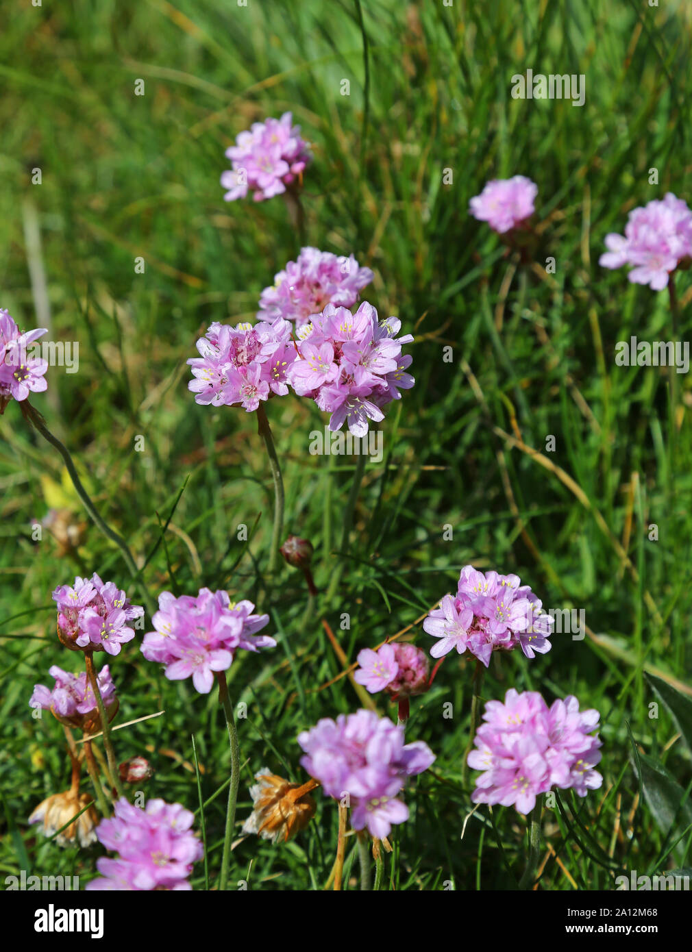 Armeria maritima, communément connu sous le nom de l'épargne, le sea thrift ou la mer fleurs rose au printemps, Cornwall, England, UK Banque D'Images