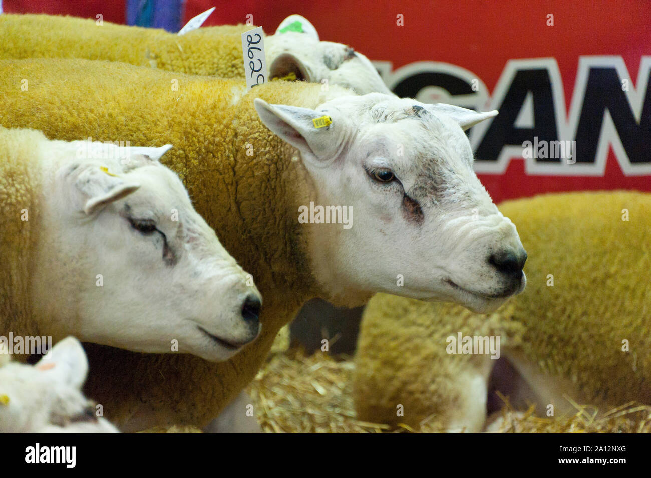 Llanelwedd, Powys, au Royaume-Uni. 23 septembre 2019. Les béliers sont chargés jusqu'après la vente aux enchères. La NSA (National Sheep Association) Wales & Border Ram vente a lieu au Royal Welsh Showground dans Powys, Pays de Galles, Royaume-Uni. Deux ans de galles & Border Ram Ventes sont tenues chaque année : un début en août et le principal d'entre eux en septembre. Autour de 4 500 races de béliers sur 30 seront en vente. © Graham M. Lawrence/Alamy Live News Banque D'Images