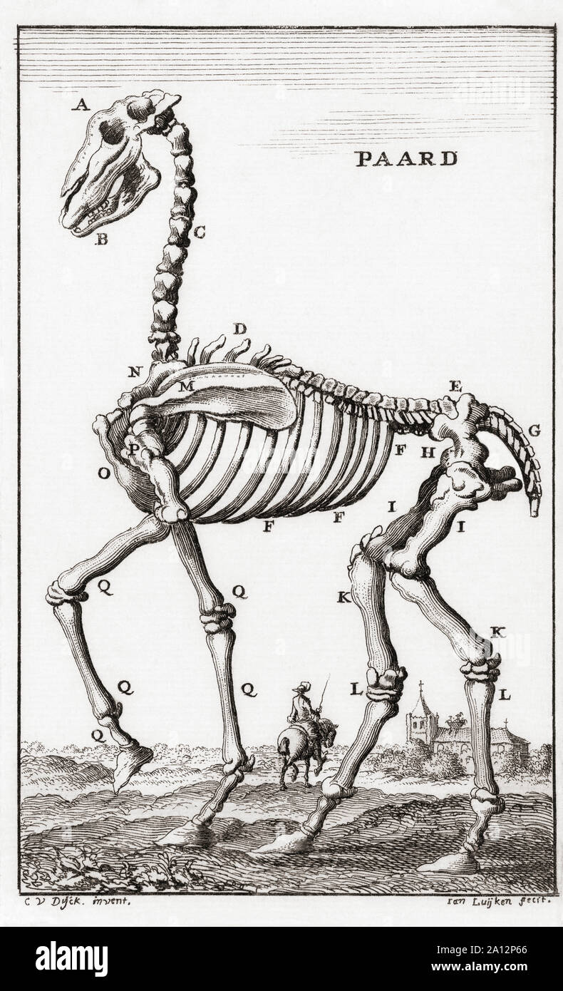 Squelette d'un cheval, après une fin du 17e siècle gravure de Jan Luyken. Banque D'Images
