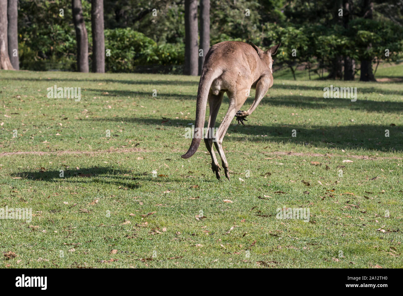 Saut de kangourou gris, Macropus giganteus, Australie Banque D'Images