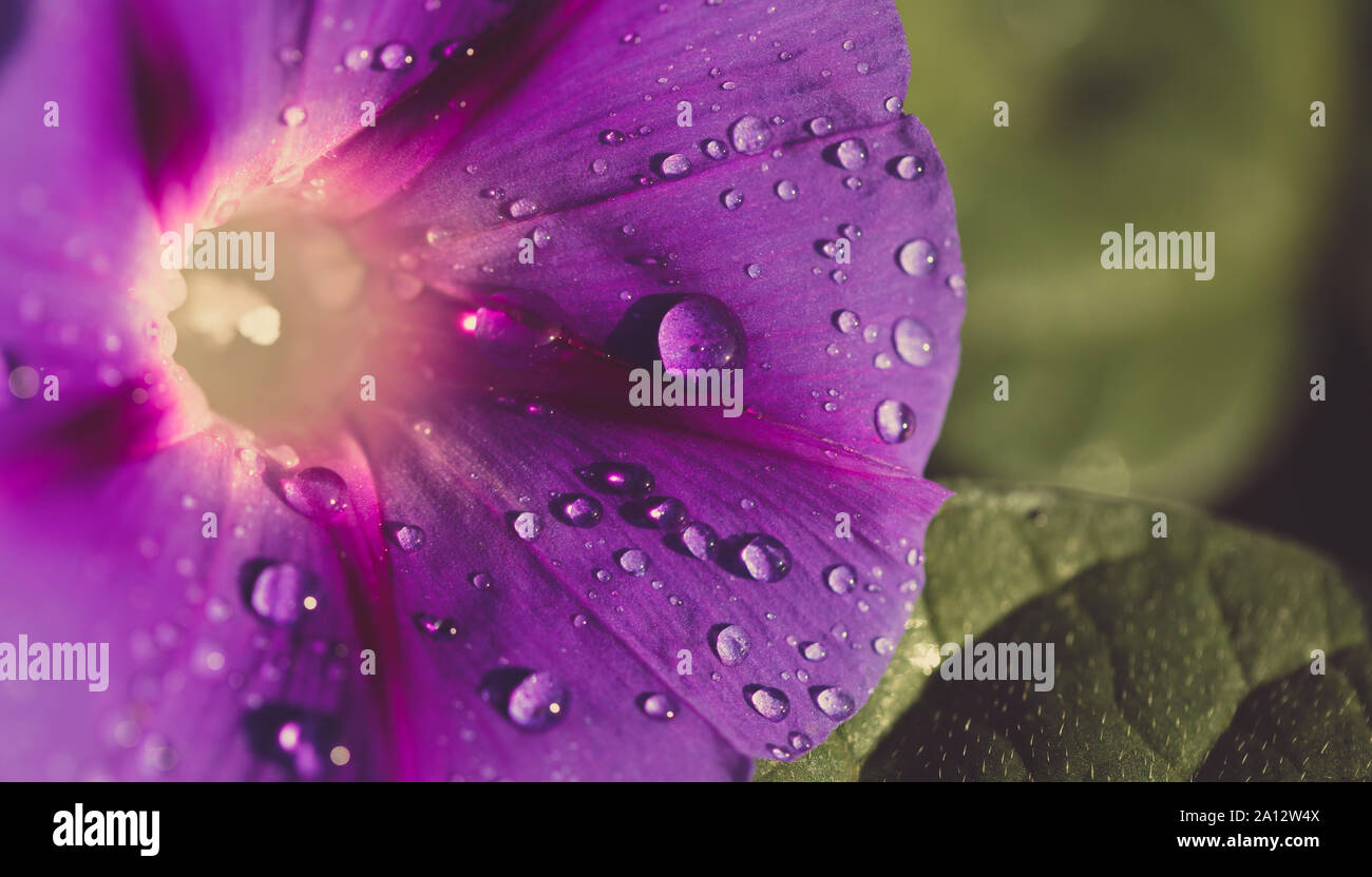 Liseron des champs jardin gros plan de fleurs avec des gouttes de rosée Banque D'Images