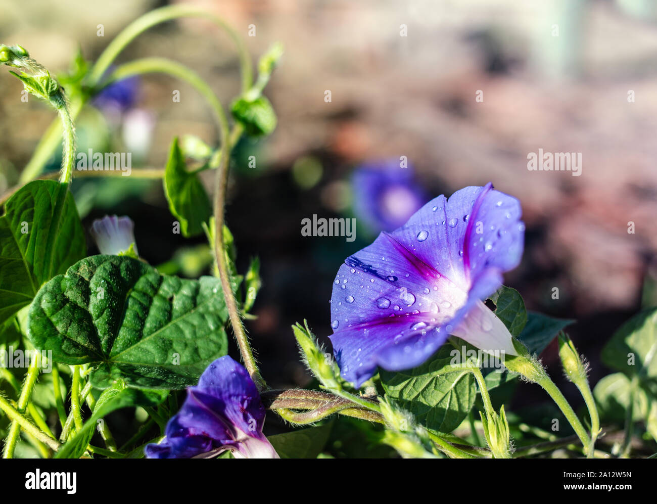 Liseron des champs jardin gros plan de fleurs avec des gouttes de rosée Banque D'Images
