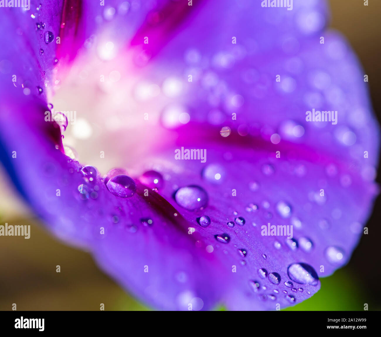 Liseron des champs jardin gros plan de fleurs avec des gouttes de rosée Banque D'Images
