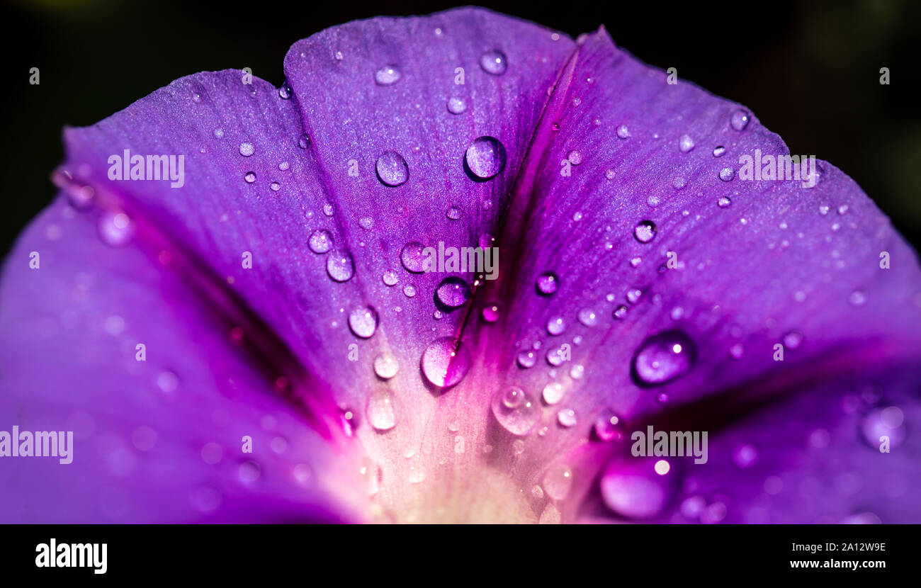 Liseron des champs jardin gros plan de fleurs avec des gouttes de rosée Banque D'Images