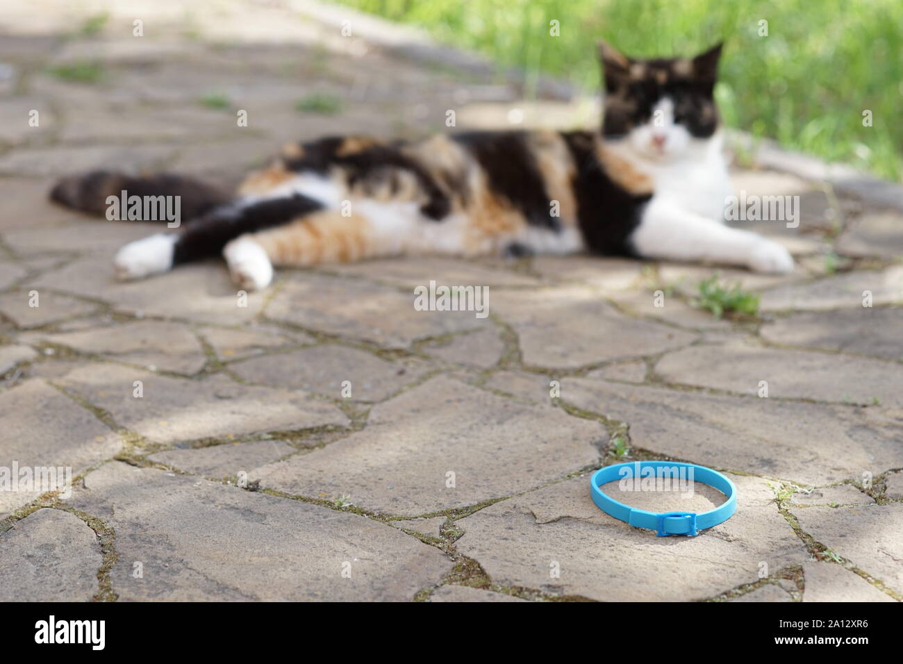 Chat tricolore reste extérieur, près de col bleu sur le sol. Banque D'Images
