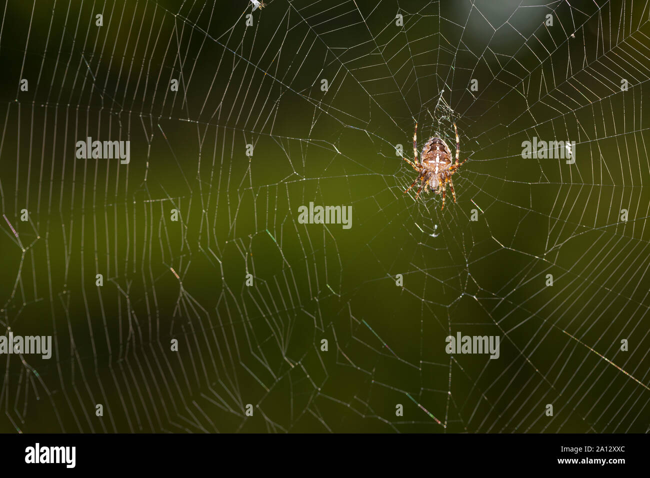 Garten-Kreuzspinne Gartenkreuzspinne Kreuzspinne,, Gemeine lauert in Ihrem Netz, Radnetz Araneus diadematus, croix, orbweaver, araignée des jardins, Banque D'Images