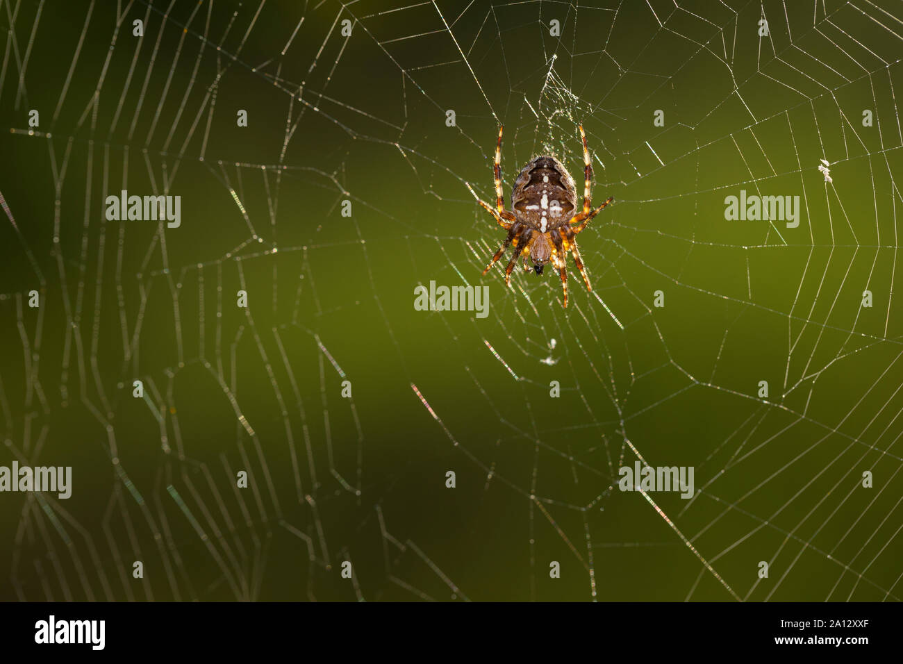 Garten-Kreuzspinne Gartenkreuzspinne Kreuzspinne,, Gemeine lauert in Ihrem Netz, Radnetz Araneus diadematus, croix, orbweaver, araignée des jardins, Banque D'Images