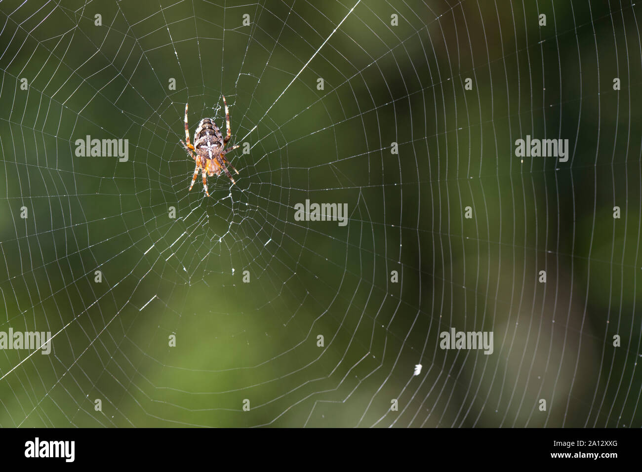 Garten-Kreuzspinne Gartenkreuzspinne Kreuzspinne,, Gemeine lauert in Ihrem Netz, Radnetz Araneus diadematus, croix, orbweaver, araignée des jardins, Banque D'Images