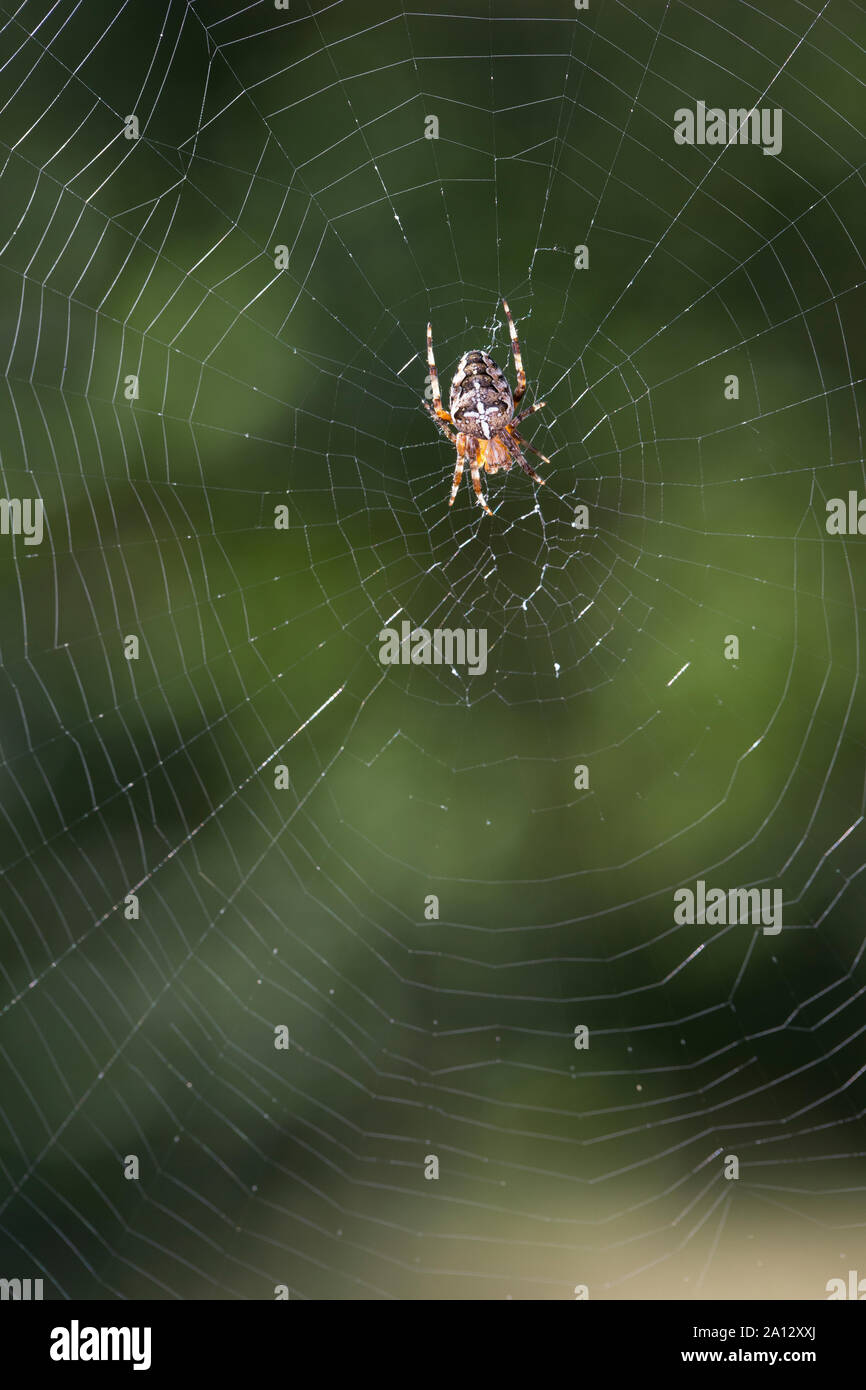 Garten-Kreuzspinne Gartenkreuzspinne Kreuzspinne,, Gemeine lauert in Ihrem Netz, Radnetz Araneus diadematus, croix, orbweaver, araignée des jardins, Banque D'Images