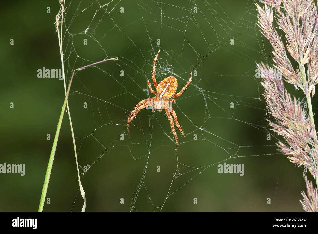 Garten-Kreuzspinne Gartenkreuzspinne Kreuzspinne,, Gemeine lauert in Ihrem Netz, Radnetz Araneus diadematus, croix, orbweaver, araignée des jardins, Banque D'Images