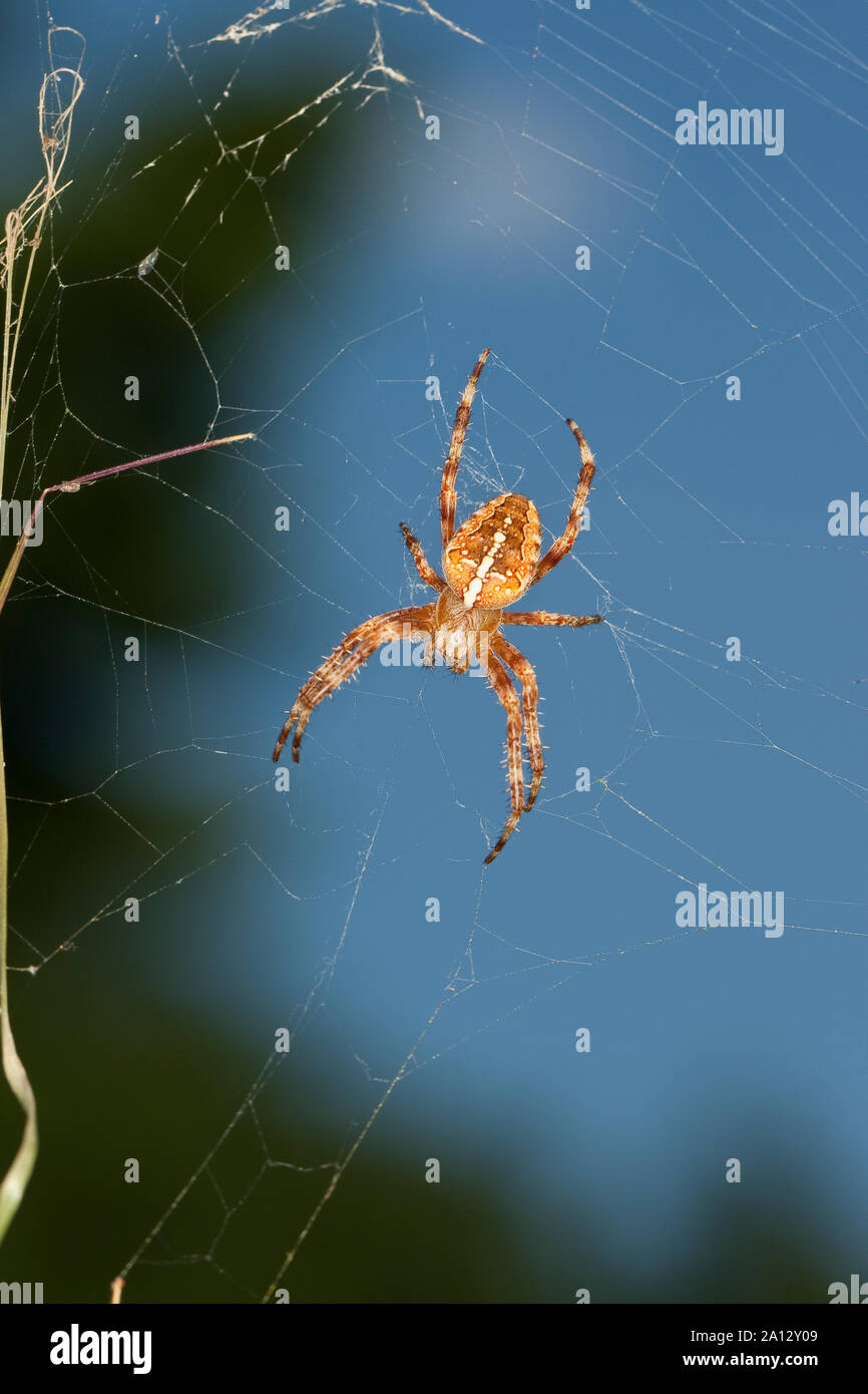 Garten-Kreuzspinne Gartenkreuzspinne Kreuzspinne,, Gemeine lauert in Ihrem Netz, Radnetz Araneus diadematus, croix, orbweaver, araignée des jardins, Banque D'Images