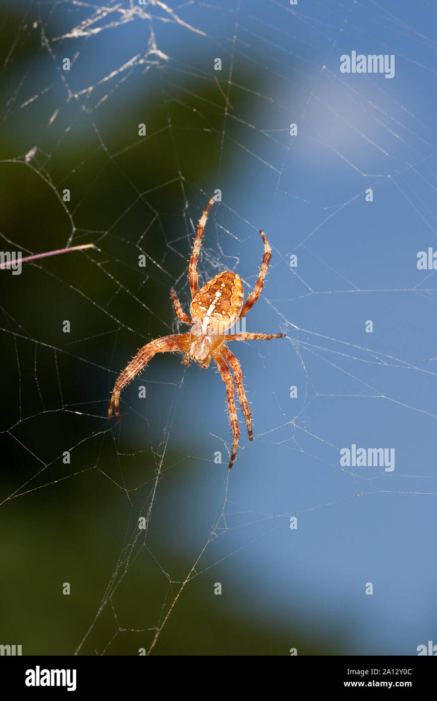Garten-Kreuzspinne Gartenkreuzspinne Kreuzspinne,, Gemeine lauert in Ihrem Netz, Radnetz Araneus diadematus, croix, orbweaver, araignée des jardins, Banque D'Images