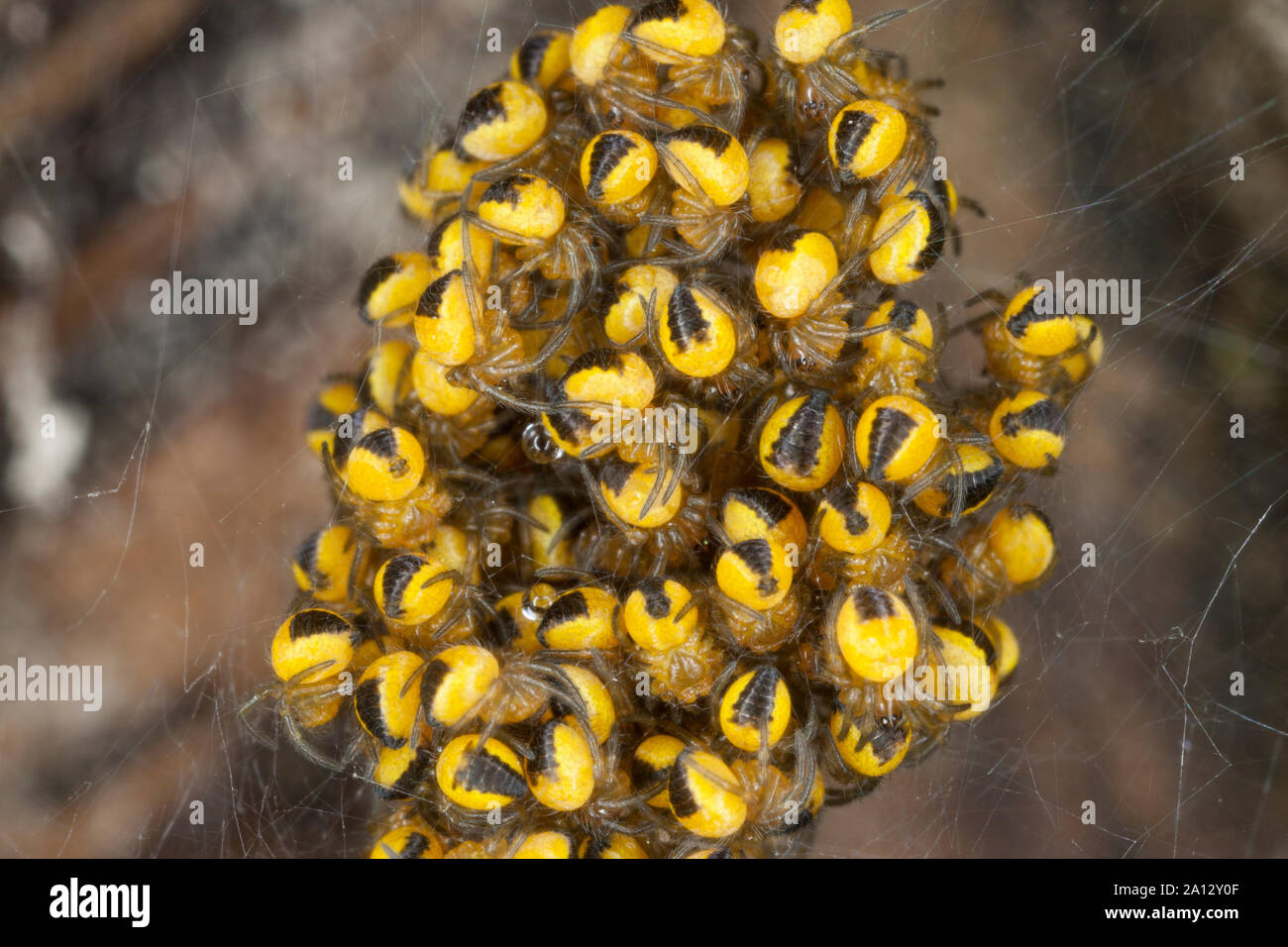 Garten-Kreuzspinne, im Jungtiere Jungspinne Jungspinnen Kokon,,, Gartenkreuzspinne Kreuzspinne, Gemeine, Araneus diadematus, l'orbweaver, Banque D'Images