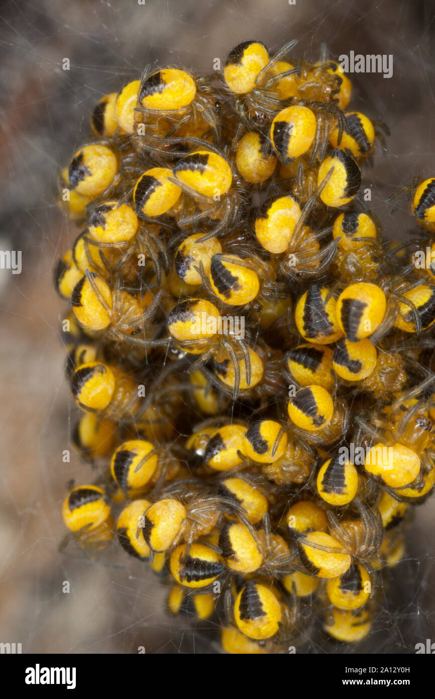 Garten-Kreuzspinne, im Jungtiere Jungspinne Jungspinnen Kokon,,, Gartenkreuzspinne Kreuzspinne, Gemeine, Araneus diadematus, l'orbweaver, Banque D'Images
