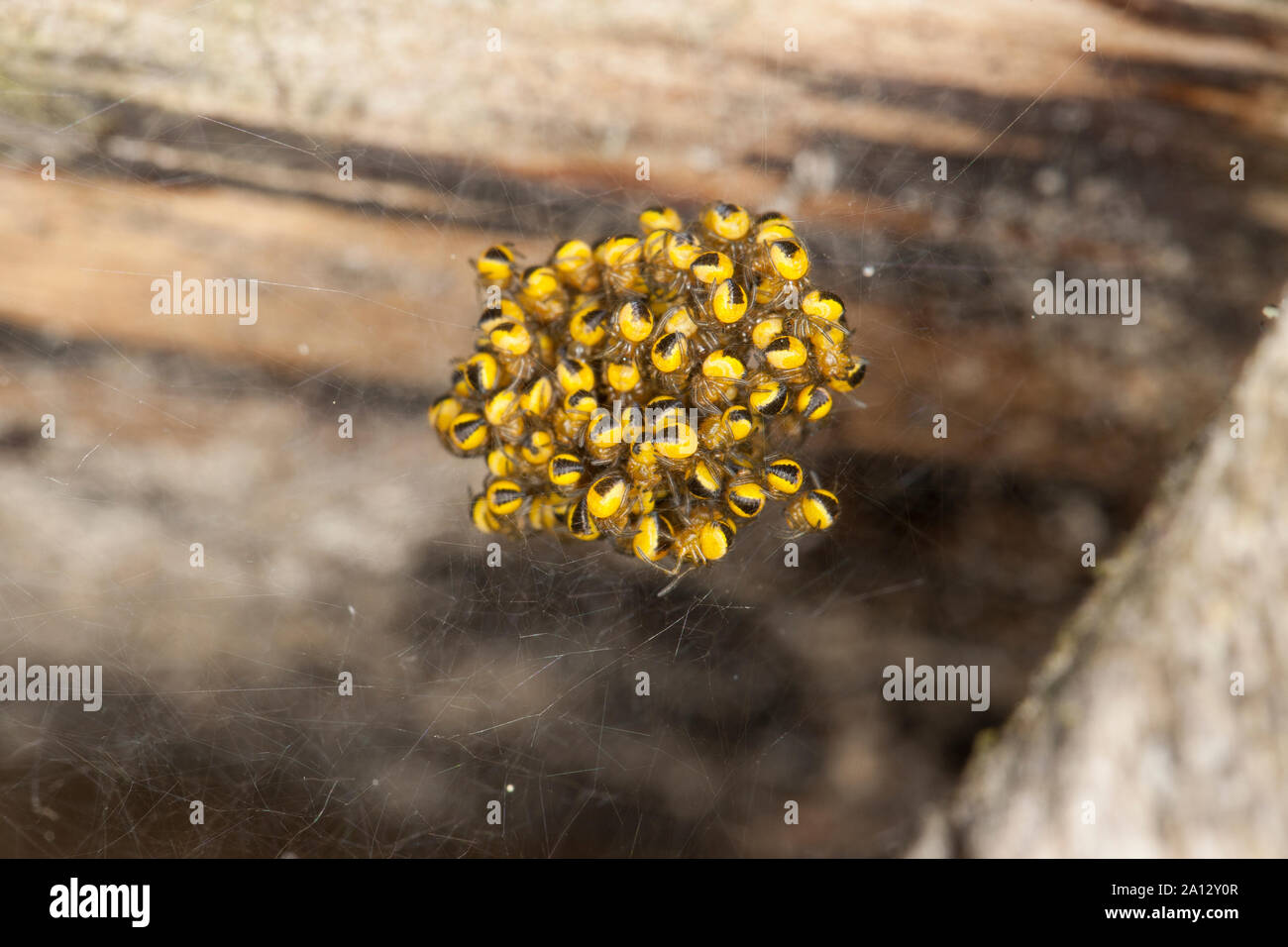 Garten-Kreuzspinne, im Jungtiere Jungspinne Jungspinnen Kokon,,, Gartenkreuzspinne Kreuzspinne, Gemeine, Araneus diadematus, l'orbweaver, Banque D'Images