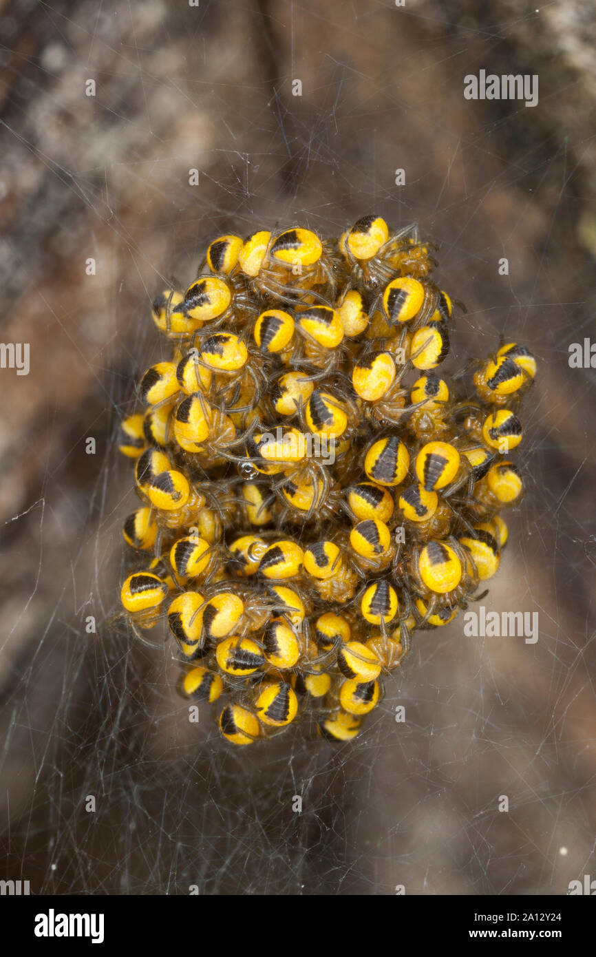 Garten-Kreuzspinne, im Jungtiere Jungspinne Jungspinnen Kokon,,, Gartenkreuzspinne Kreuzspinne, Gemeine, Araneus diadematus, l'orbweaver, Banque D'Images