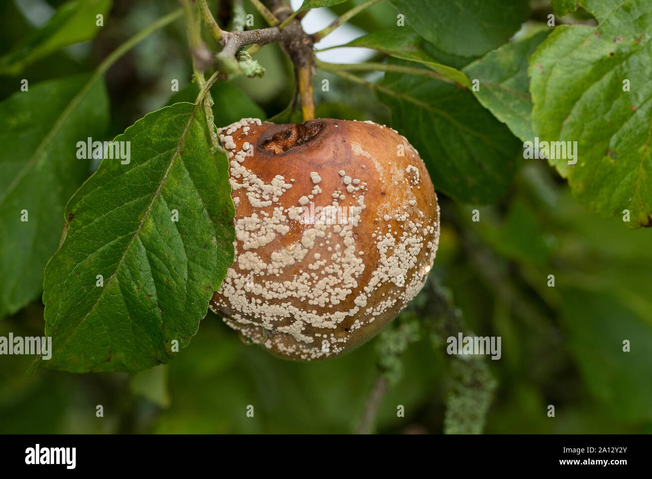 Fruchtfäule Frucht-Fäule, Pilz, un Monilia-Fruchtfäule Kernobstmonilia Apfel,,, Pilzkrankheit Pilzkrankheiten, Monilia fructigena, Monilinia, fructige Banque D'Images