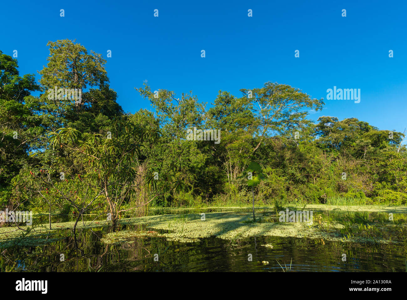 La forêt tropicale brésilienne à la fin de la saison des pluies en mai, le développement durable, la réserve de Mamirauá Rio Japurá,Tefé, état d'Amazonie, Brésil, Amérique Latine Banque D'Images