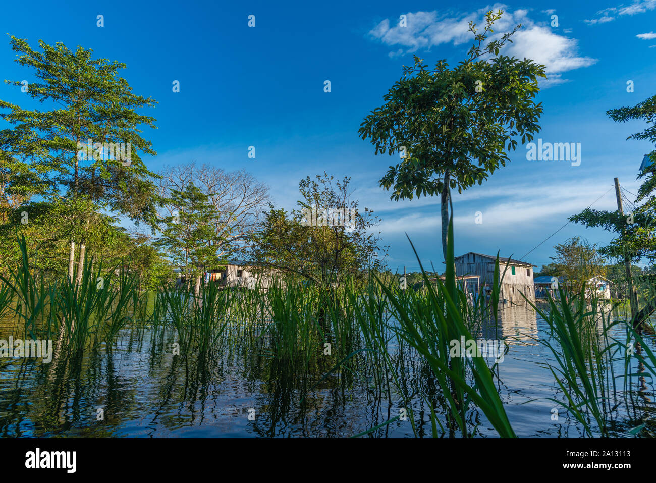 La forêt tropicale brésilienne à la fin de la saison des pluies en mai, le développement durable, la réserve de Mamirauá Rio Japurá,Tefé, état d'Amazonie, Brésil, Amérique Latine Banque D'Images