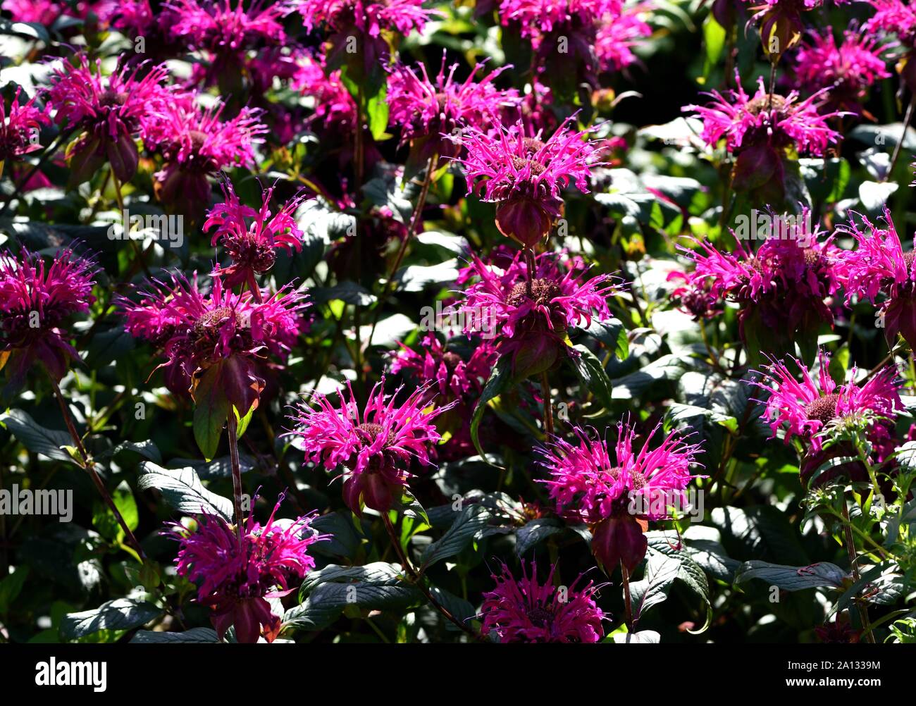 Une grappe de fleurs de Monarda sur Parade. Banque D'Images