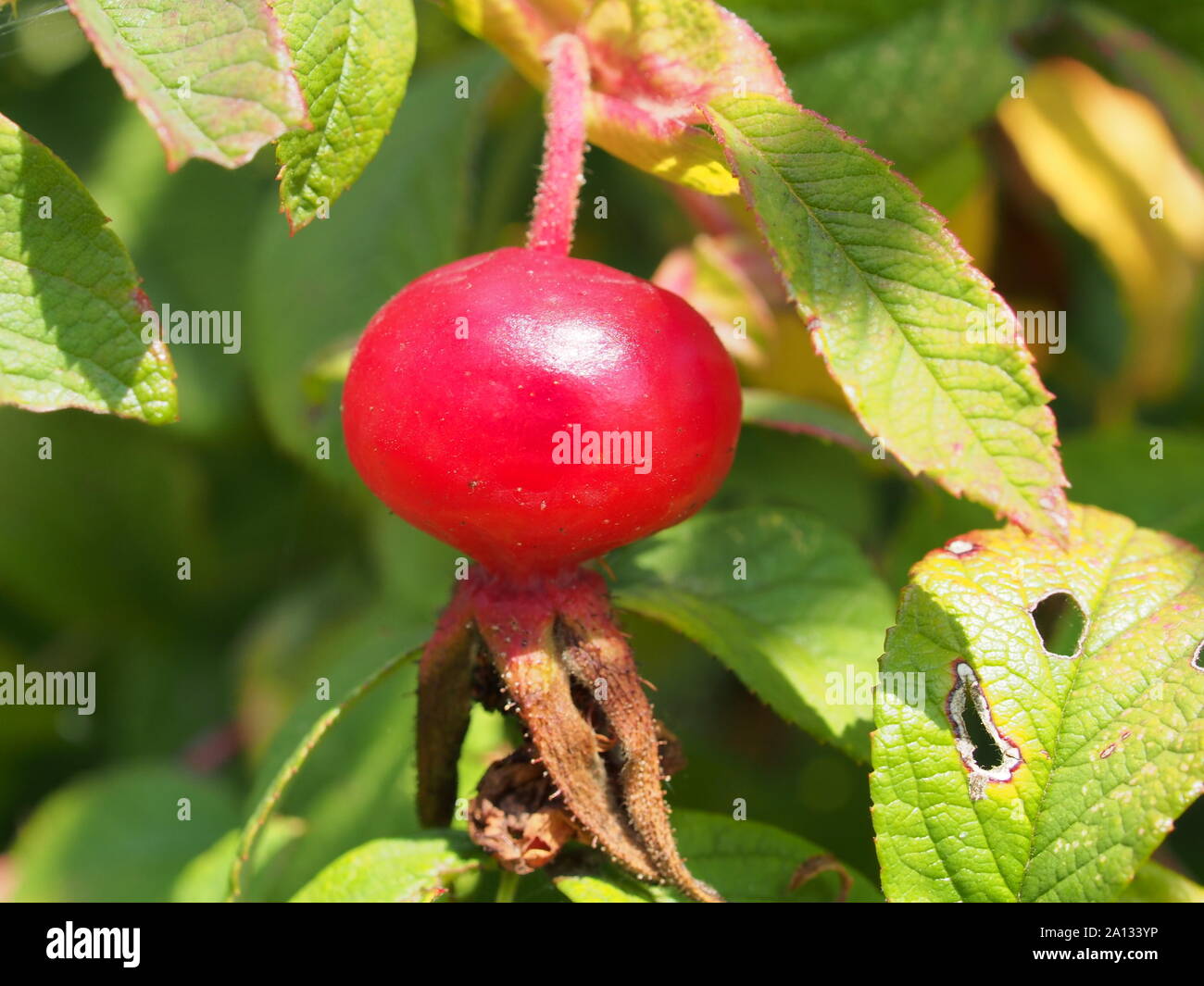 Rouge mûre fruits de rose musquée poussent sur le bush. Close up. Banque D'Images