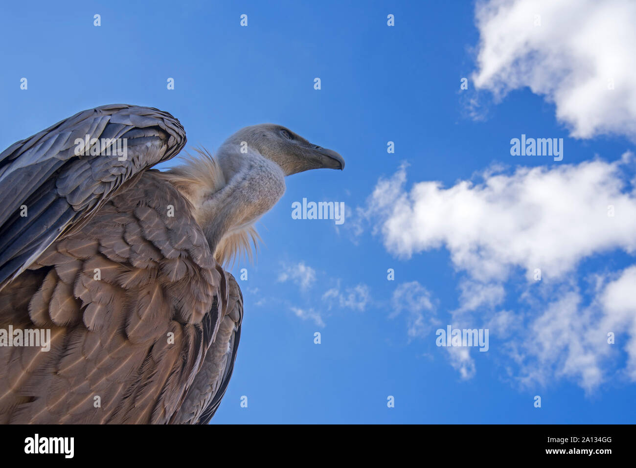 Vue d'ensemble vers le vautour fauve (Gyps fulvus) contre le ciel bleu avec des nuages blancs Banque D'Images