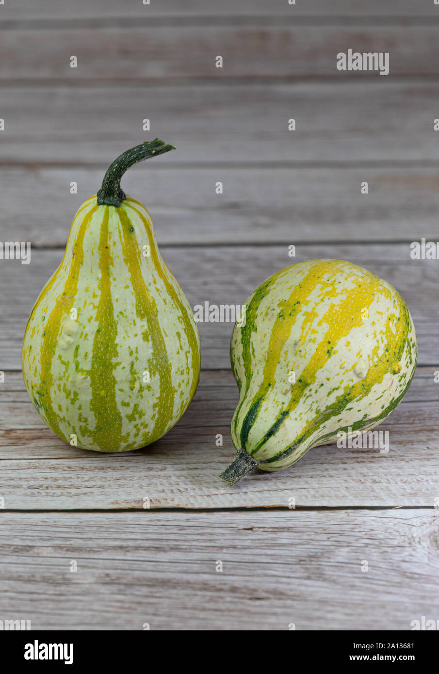 Divers genre de citrouilles sur la texture en bois. Studio shot Banque D'Images