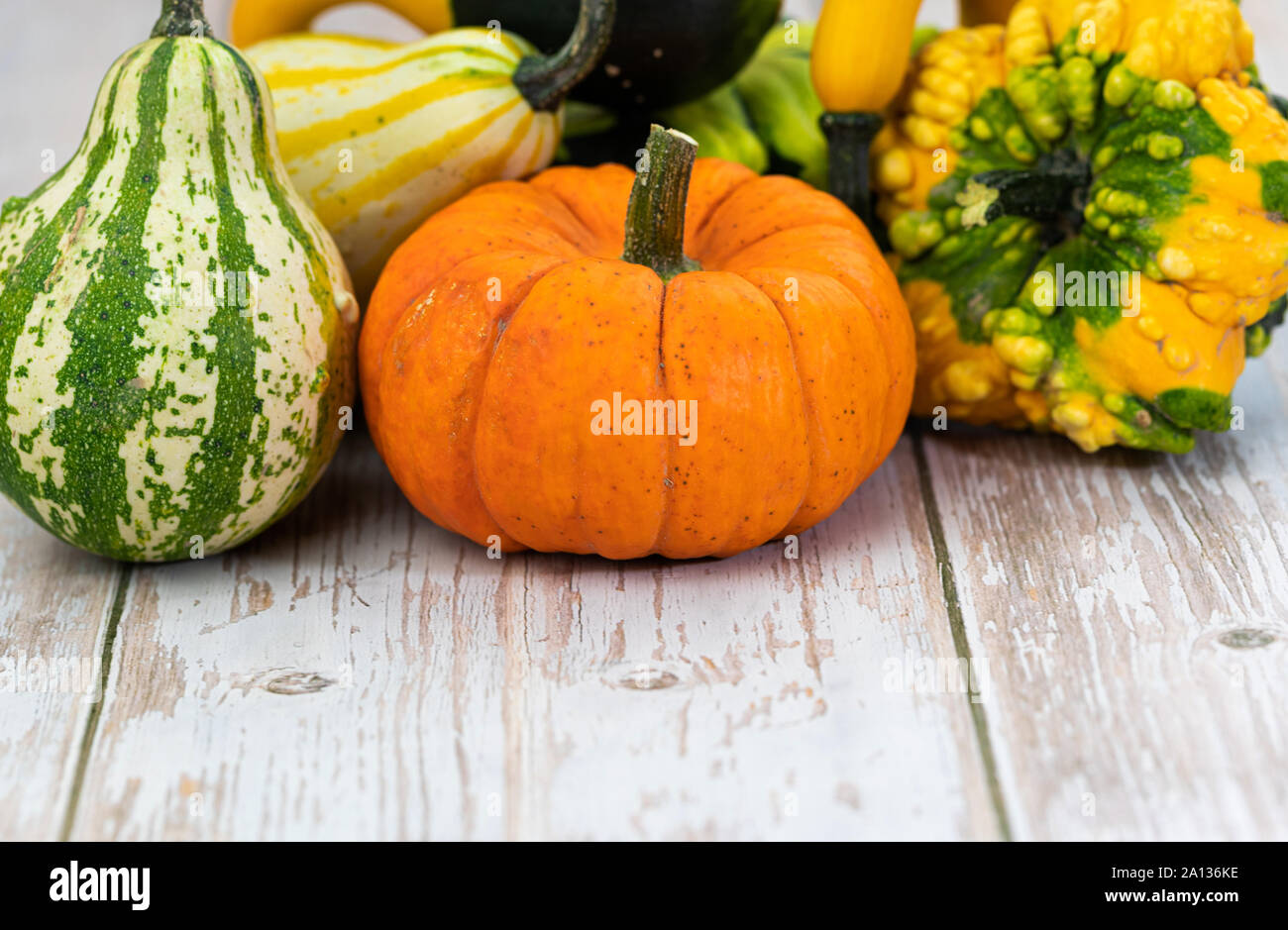 Divers genre de citrouilles sur la texture en bois. Studio shot Banque D'Images