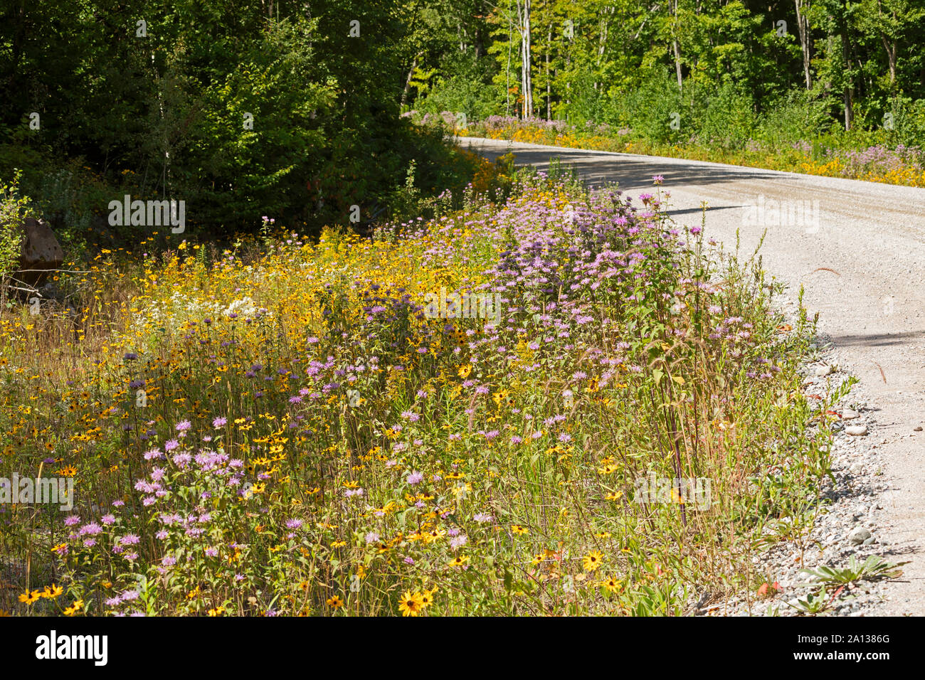 Fleurs sauvages près de l'autoroute transcanadienne, dans le Nord de l'Ontario, Canada Banque D'Images