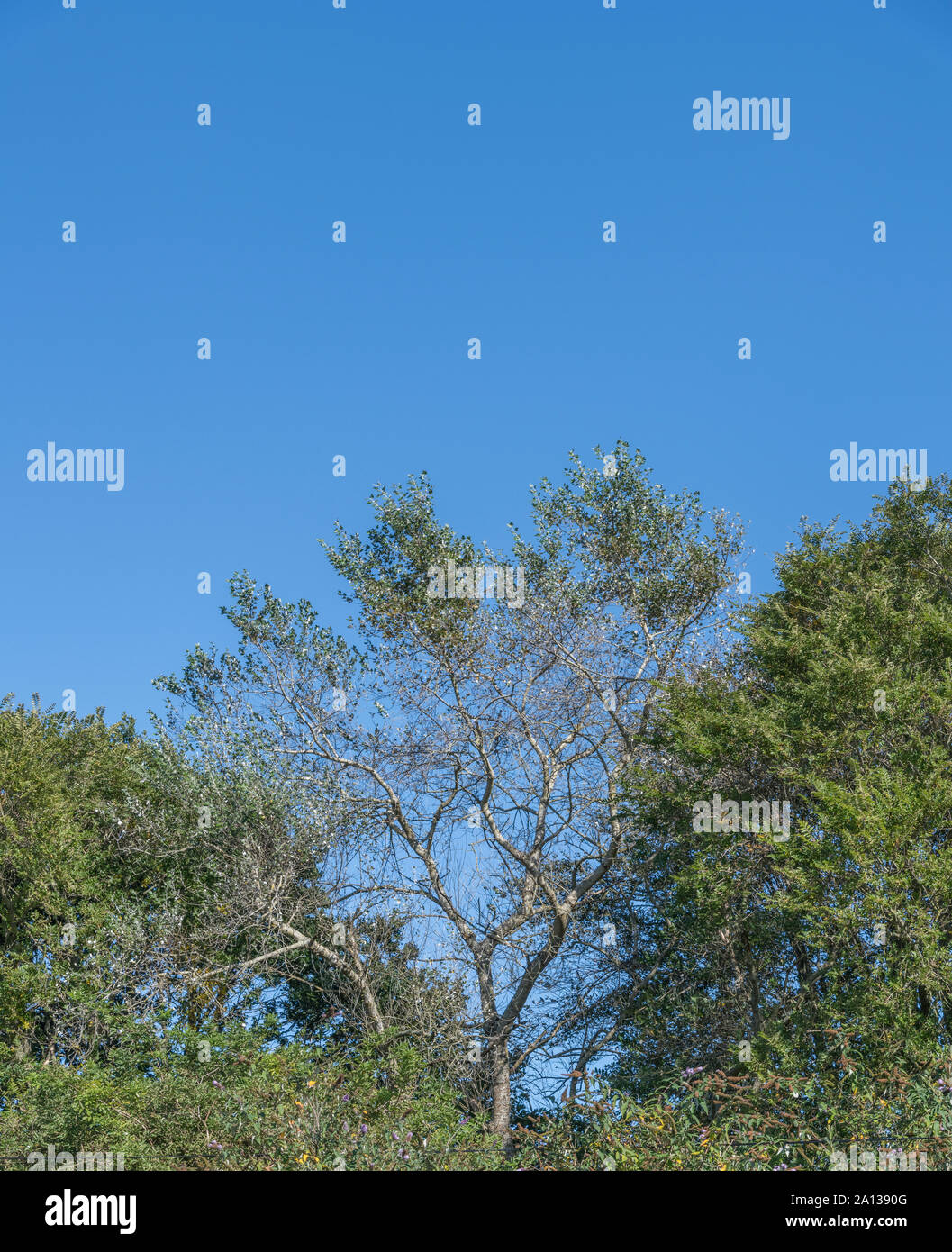 Feuillage vert-blanc / feuilles de peuplier blanc Populus alba contre blue / ciel d'été. Pièces une fois utilisée comme plante médicinale pour traitements de fines herbes. Banque D'Images