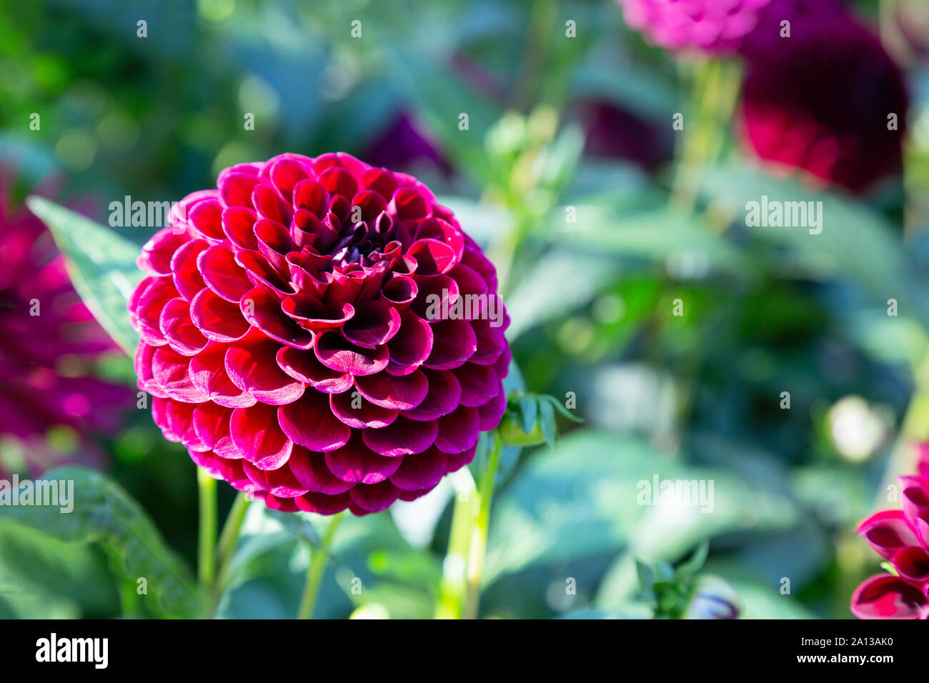 Dahlia balle rose profond de type ' ' Kiss Aurora en fleur, Close up ; floraison en UK Banque D'Images