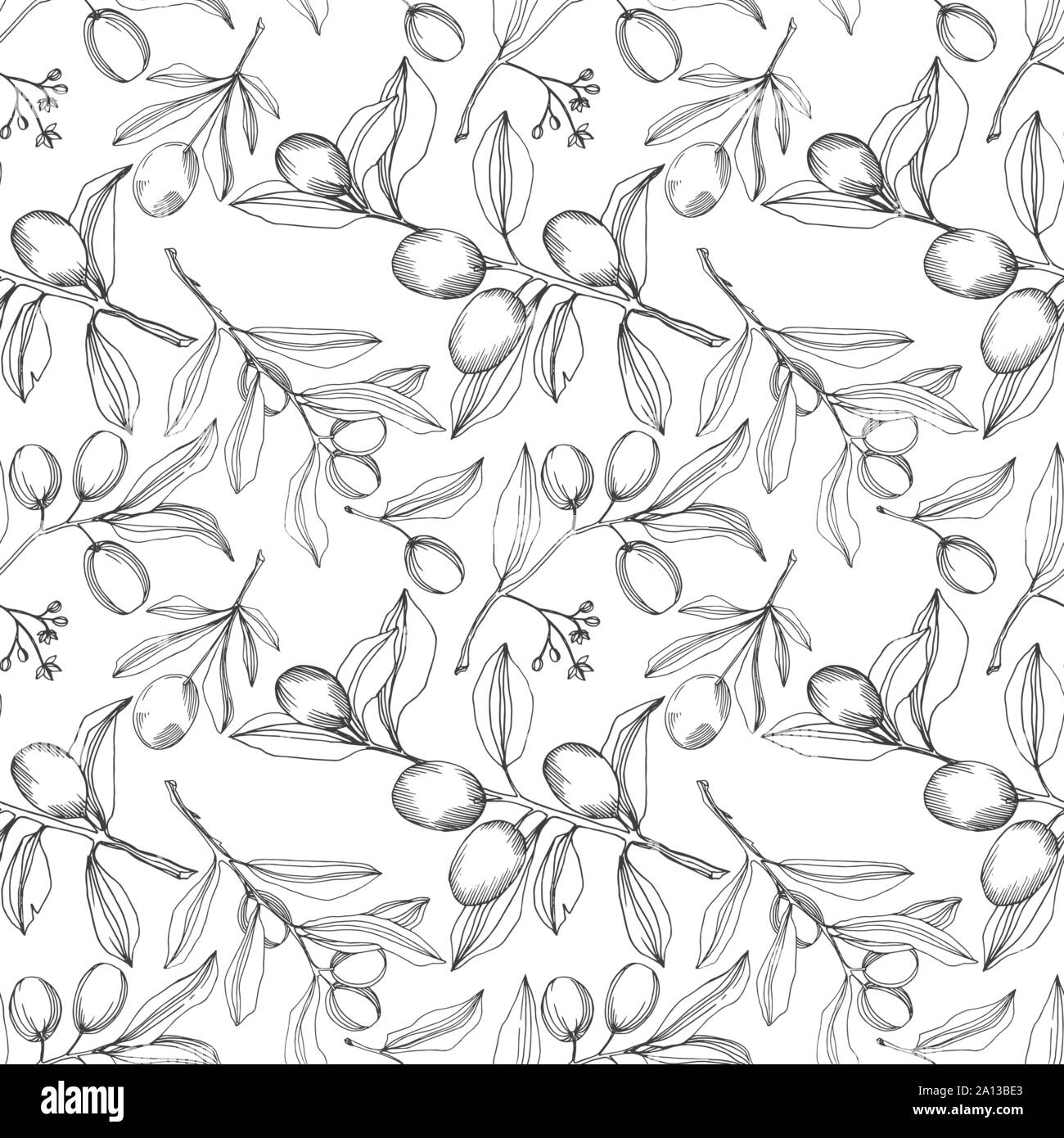 Vector branche d'olivier avec fruits. Noir et blanc Encre gravée motif de fond transparente art.. Illustration de Vecteur