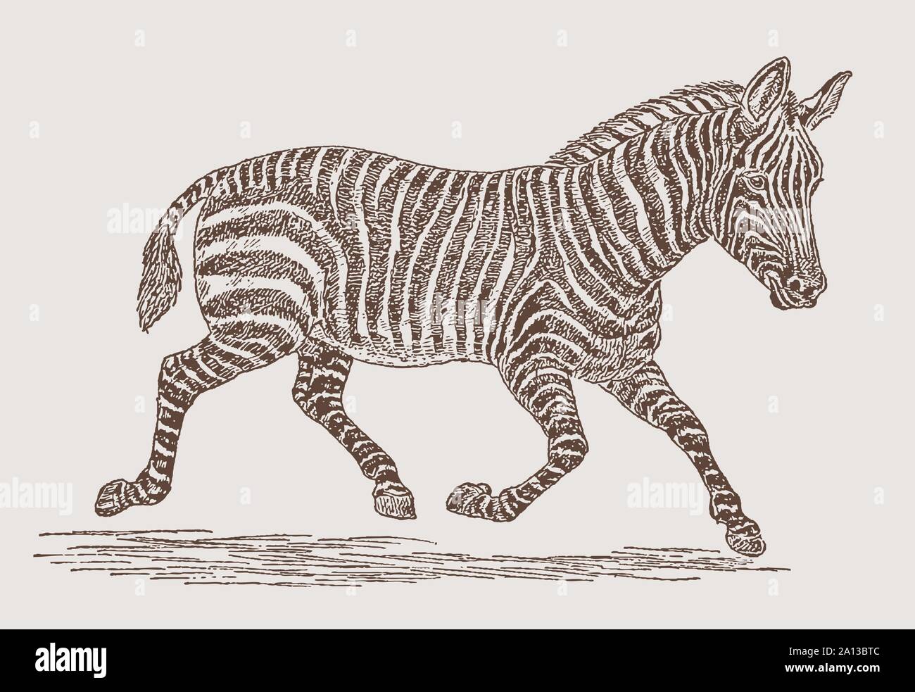 L'exécution de zèbre des plaines (Equus quagga) en vue de côté. Illustration après une gravure du xixe siècle Illustration de Vecteur