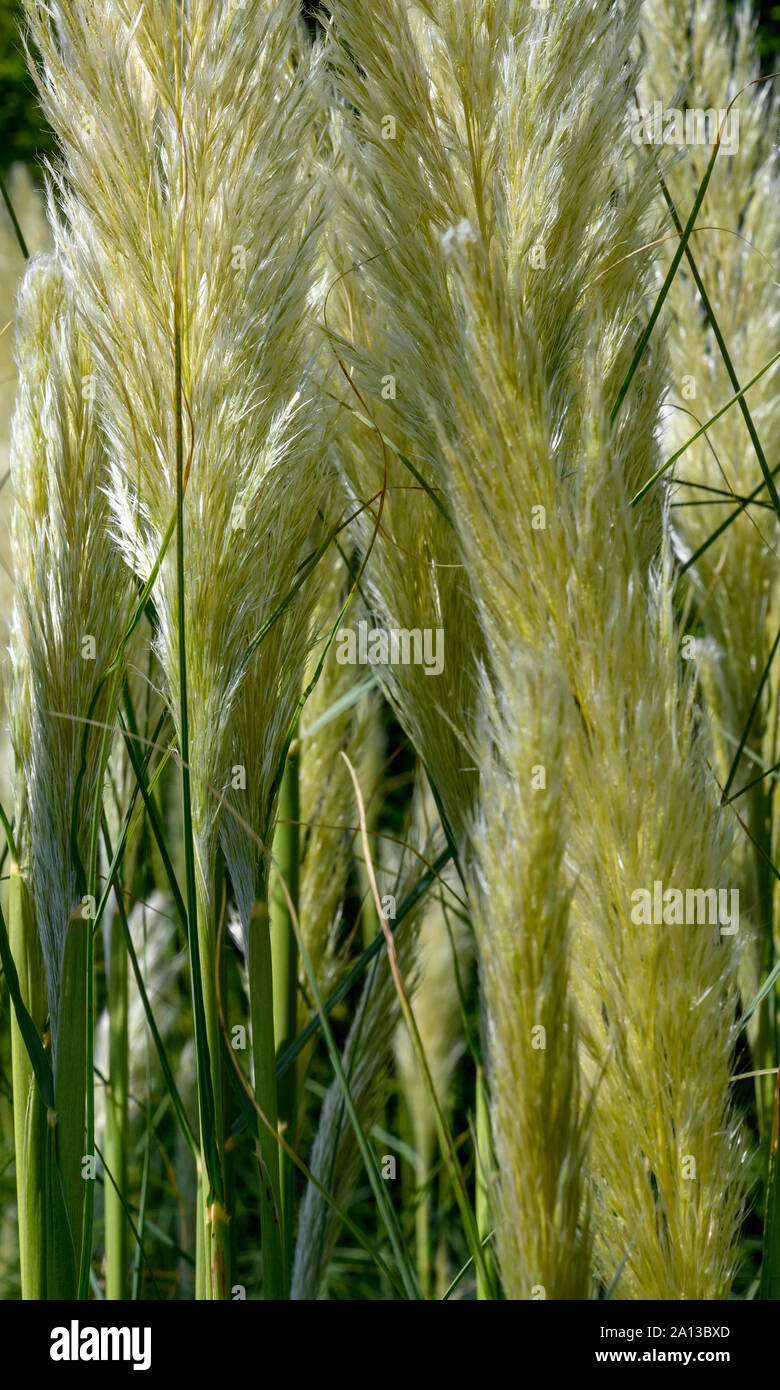 Close-up l'herbe de la Pampa - cortaderia selloana.. Banque D'Images