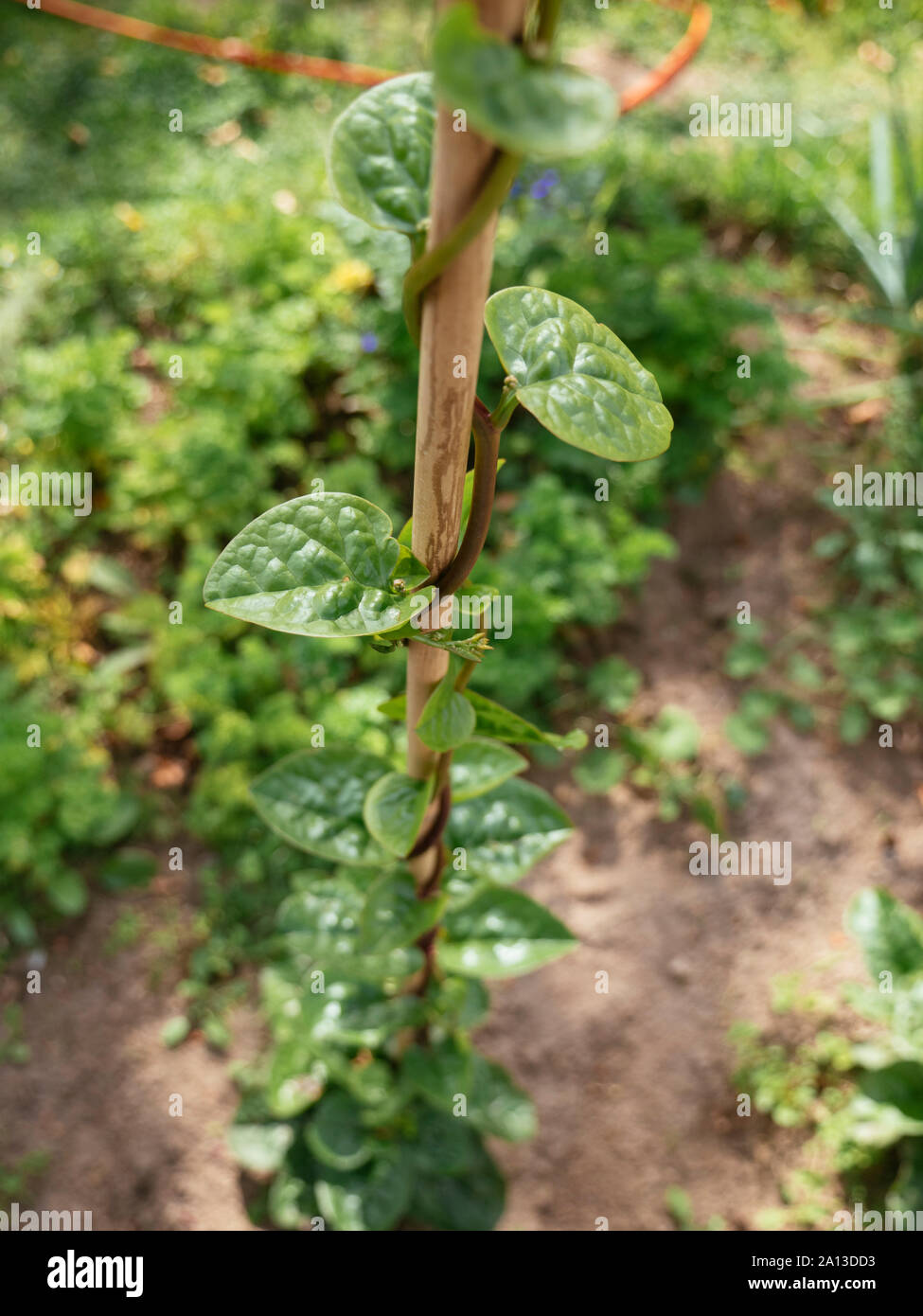 L'Épinard de malabar (Basella alba) croissant dans un jardin. Banque D'Images