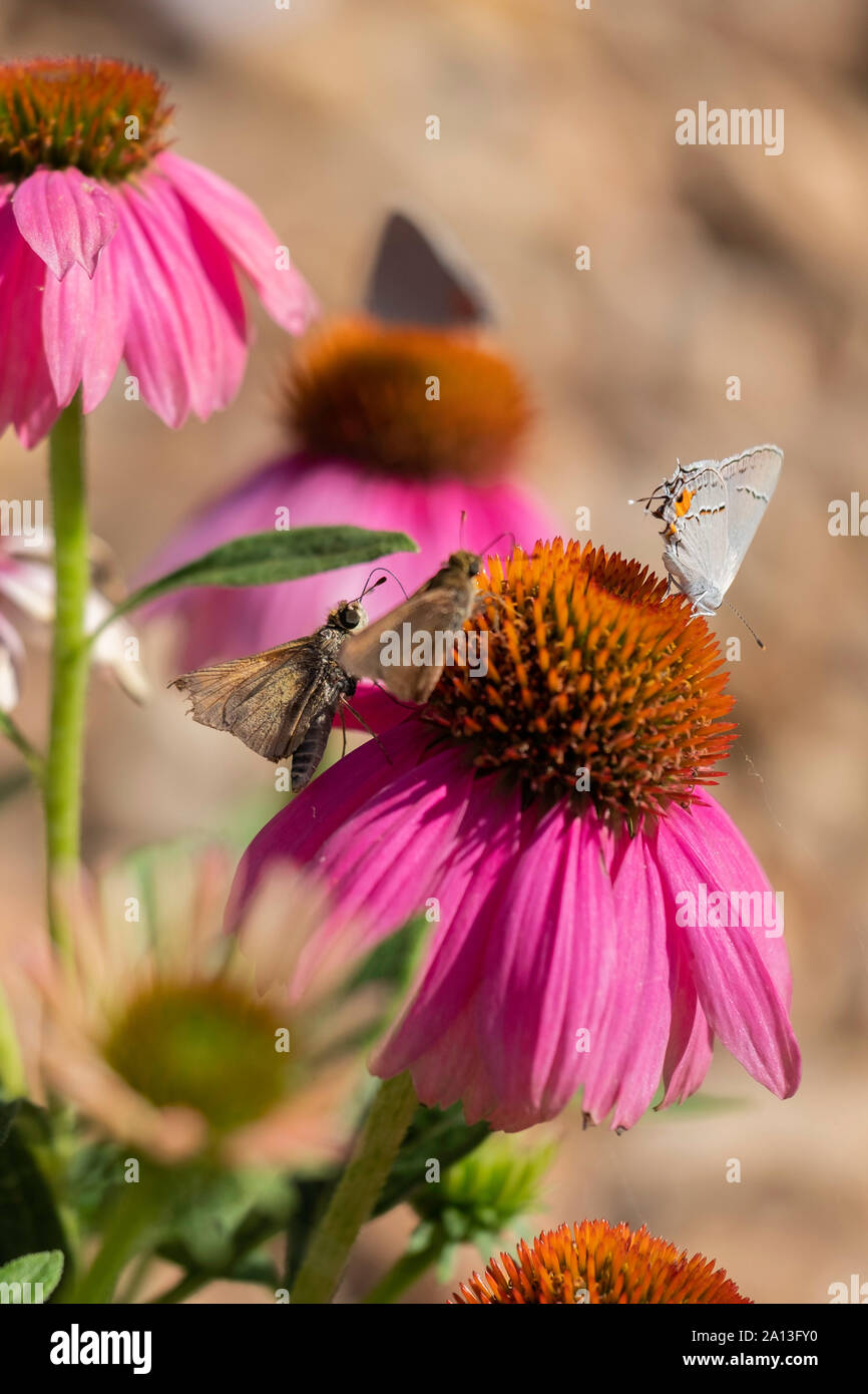 Papillon Porte-queue gris, Strymon El Capistan Dtape melinus, skipper et papillons, Hesperiidae, sur l'alimentation, de l'échinacée l'échinacée. New York, USA. Banque D'Images