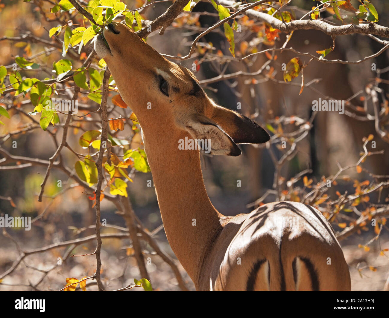 Femelle adulte ensoleillée Impala (Aepyceros melampus) une antilope gracieuse parcourt le feuillage dans Green & Gold pays Bush à Victoria Falls NP, la Zambie,Afrique Banque D'Images