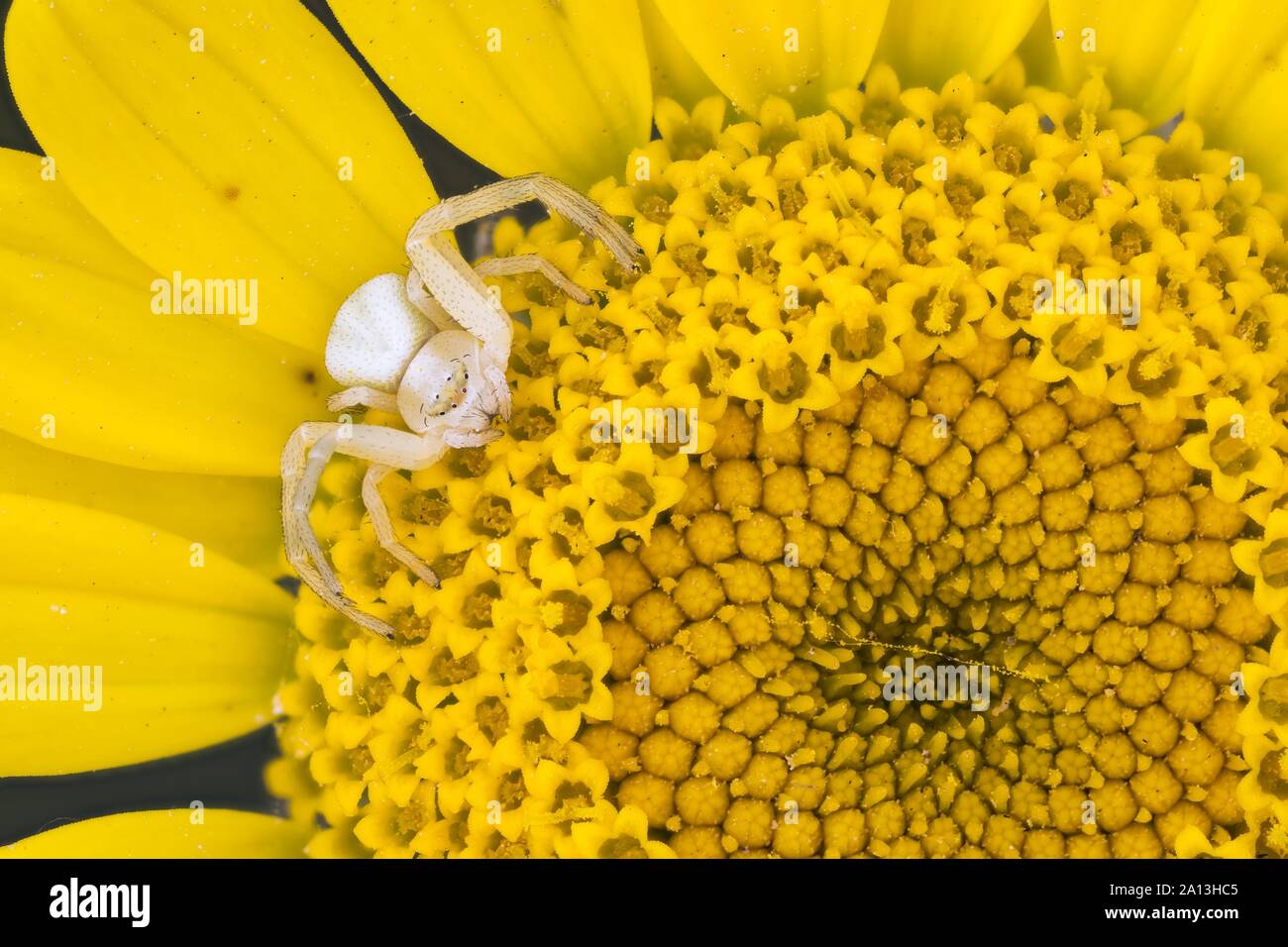 Houghton (Misumena vatia araignée crabe) sur fleur jaune d'golden marguerite (Anthemis tinctoria), Allemagne Banque D'Images