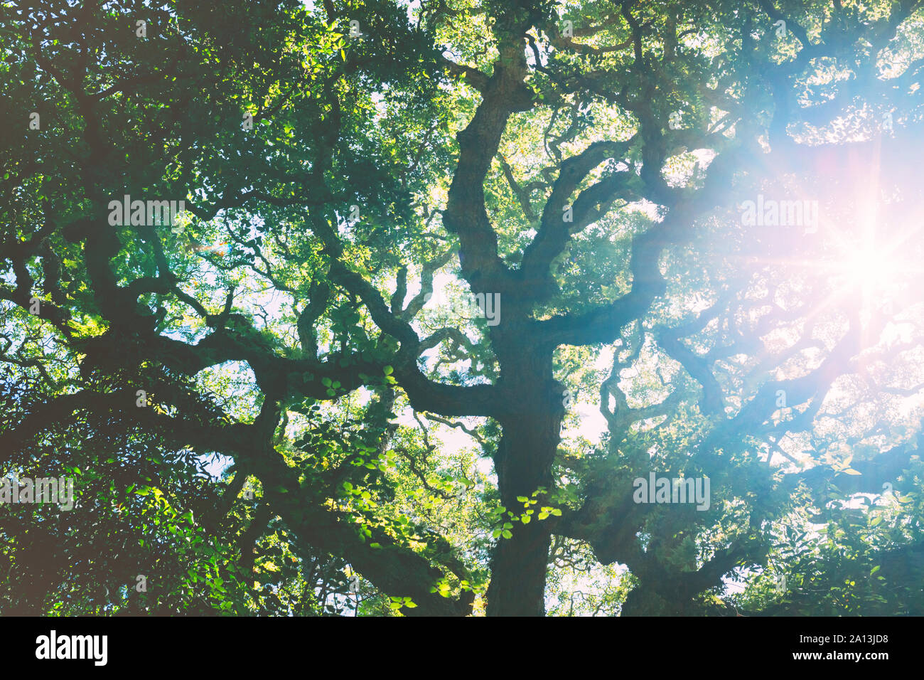 Le soleil qui rayonne à travers la couronne de chêne. Vue de dessous le grand arbre majestueux. Banque D'Images