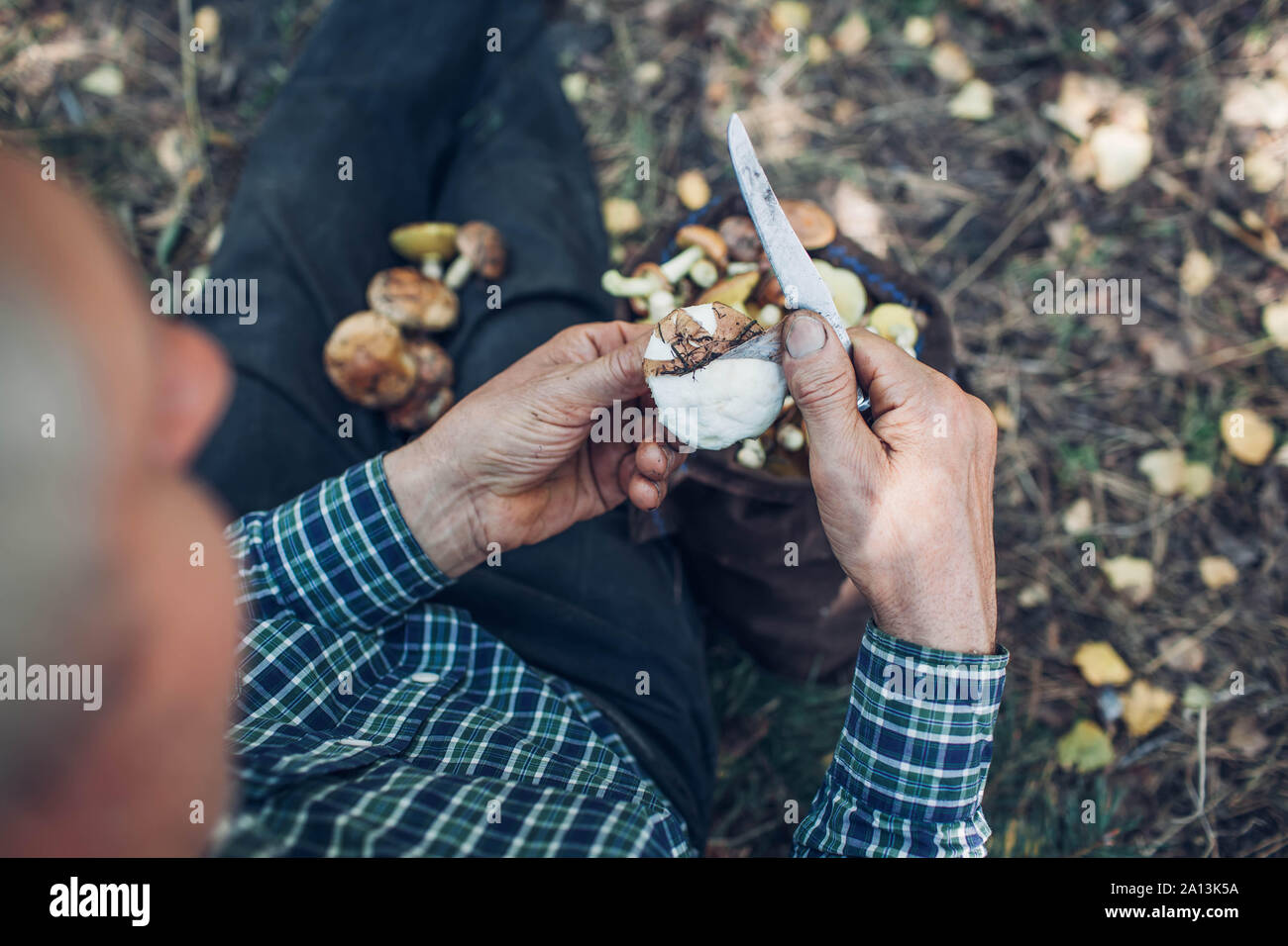 Man nettoie les champignons dans la forêt. L'activité de l'automne. Saison d'automne Banque D'Images