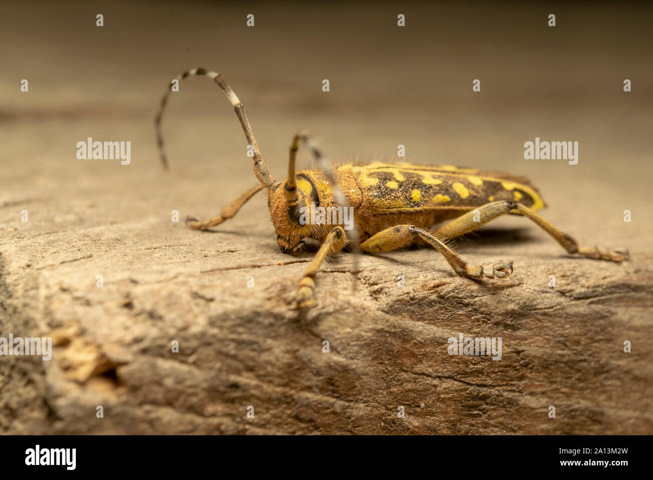 Longhorn beetle Saperda scalaris est un coléoptère de la famille des Cerambycidae. Il a une large distribution en Europe et en Asie. Banque D'Images