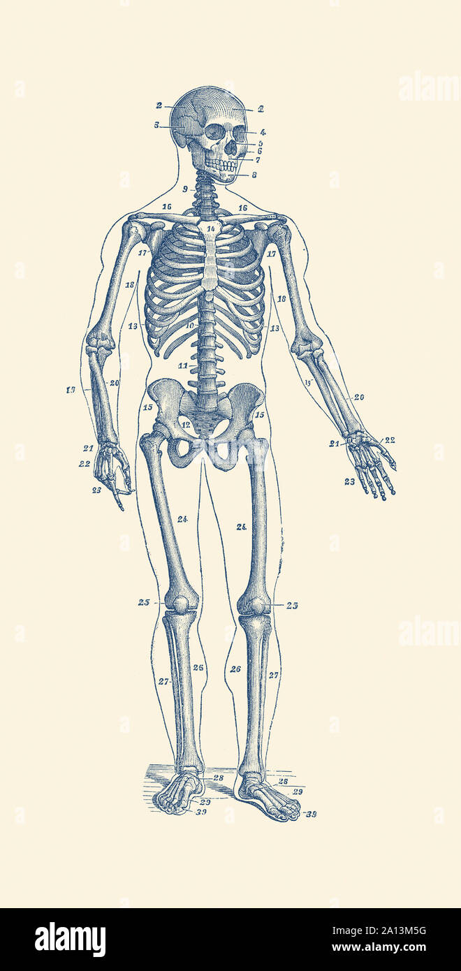 Anatomie d'une impression Vintage squelette face à l'avant avec des os numérotés. Banque D'Images
