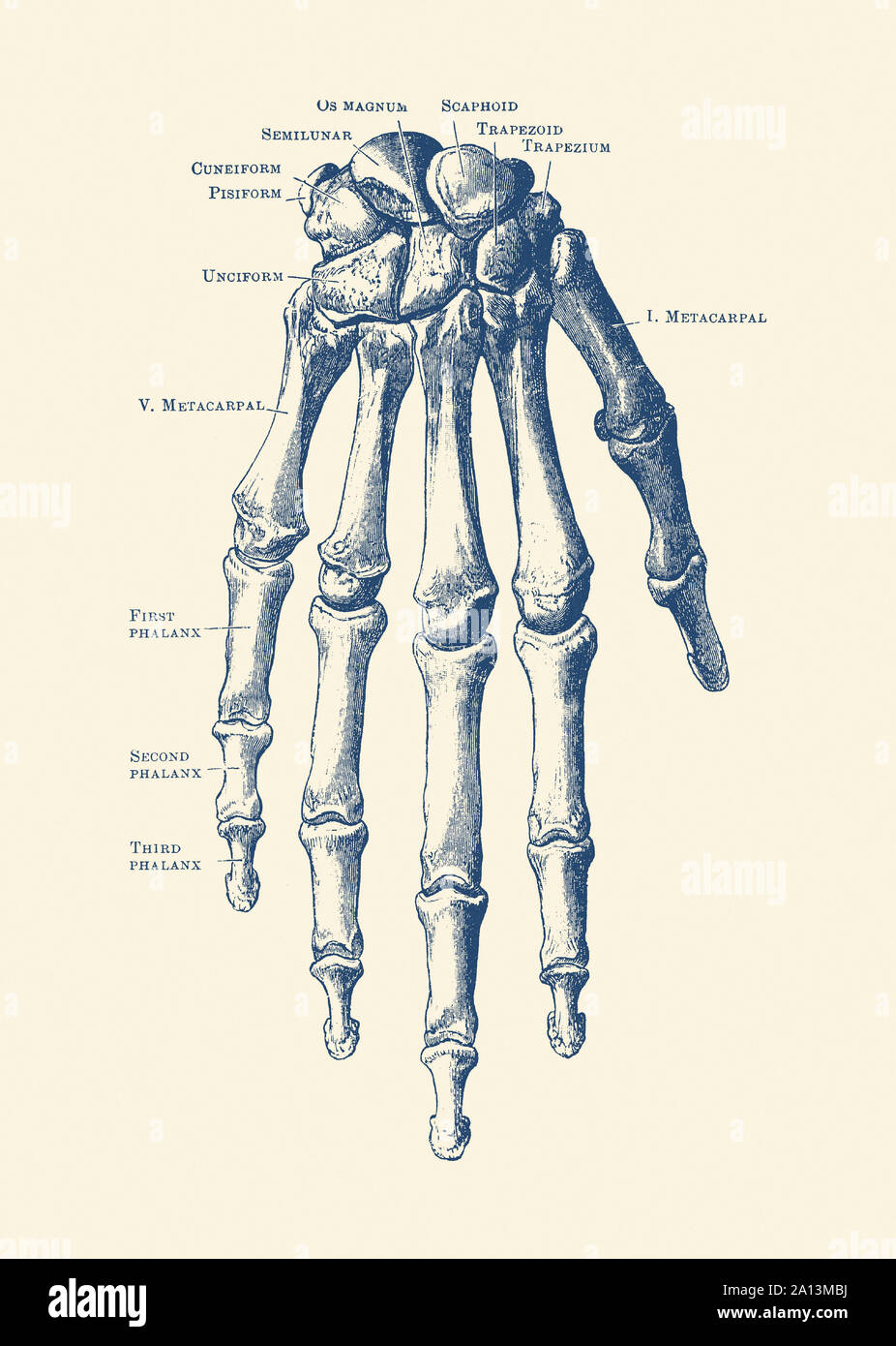 Anatomie Vintage print dispose de la main d'un squelette humain avec arêtes étiquetées. Banque D'Images