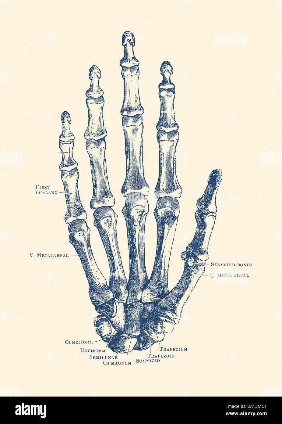 Anatomie Vintage print dispose de la main d'un squelette humain avec arêtes étiquetées. Banque D'Images