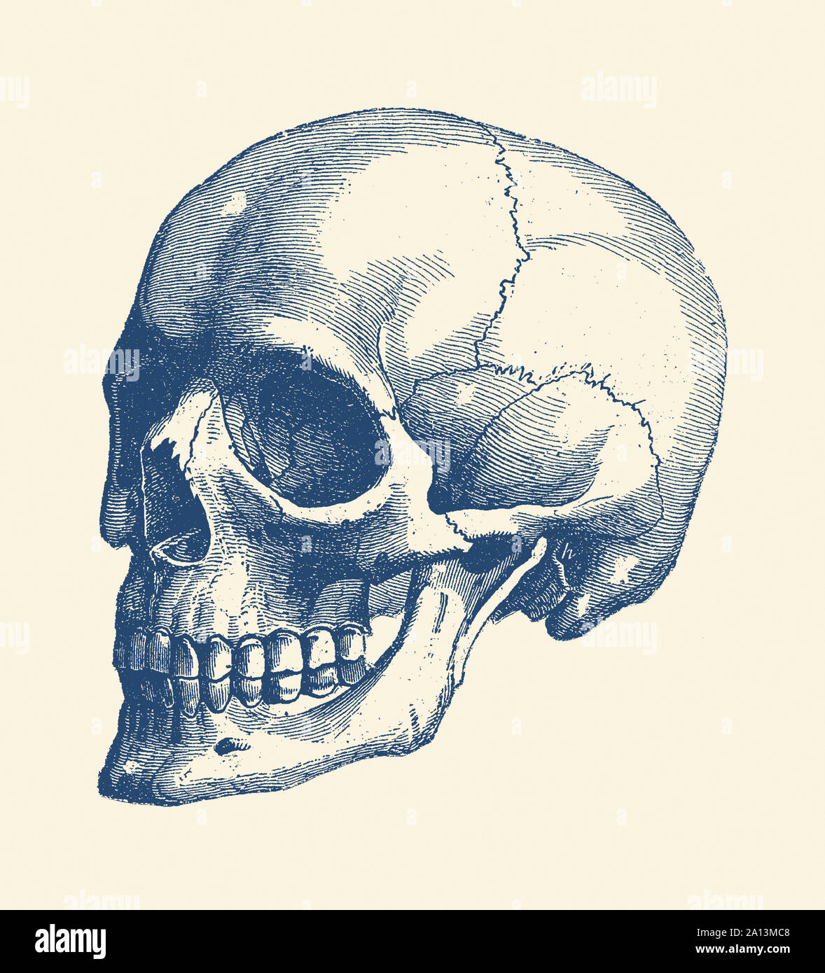 Anatomie Vintage print le crâne d'un squelette humain. Banque D'Images